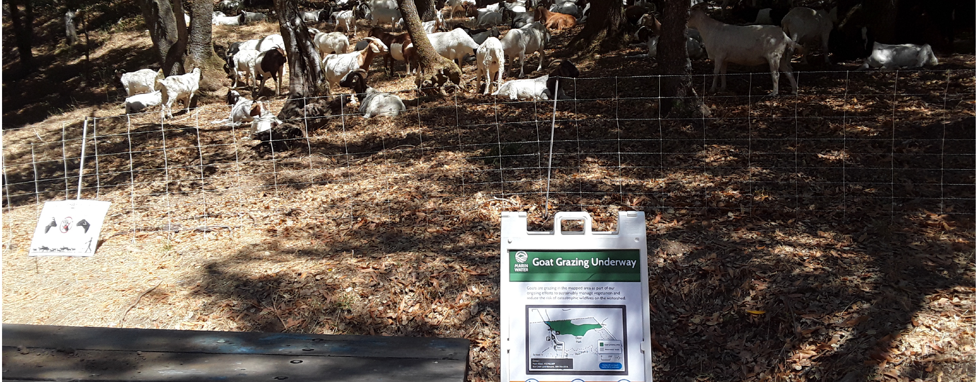 goat grazing on watershed