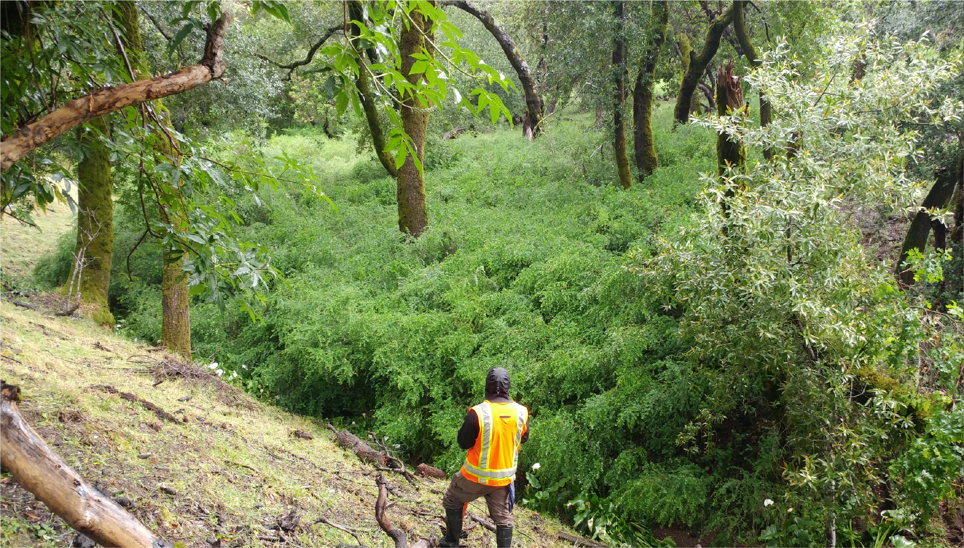 Watershed with crew in foreground, background with french broom