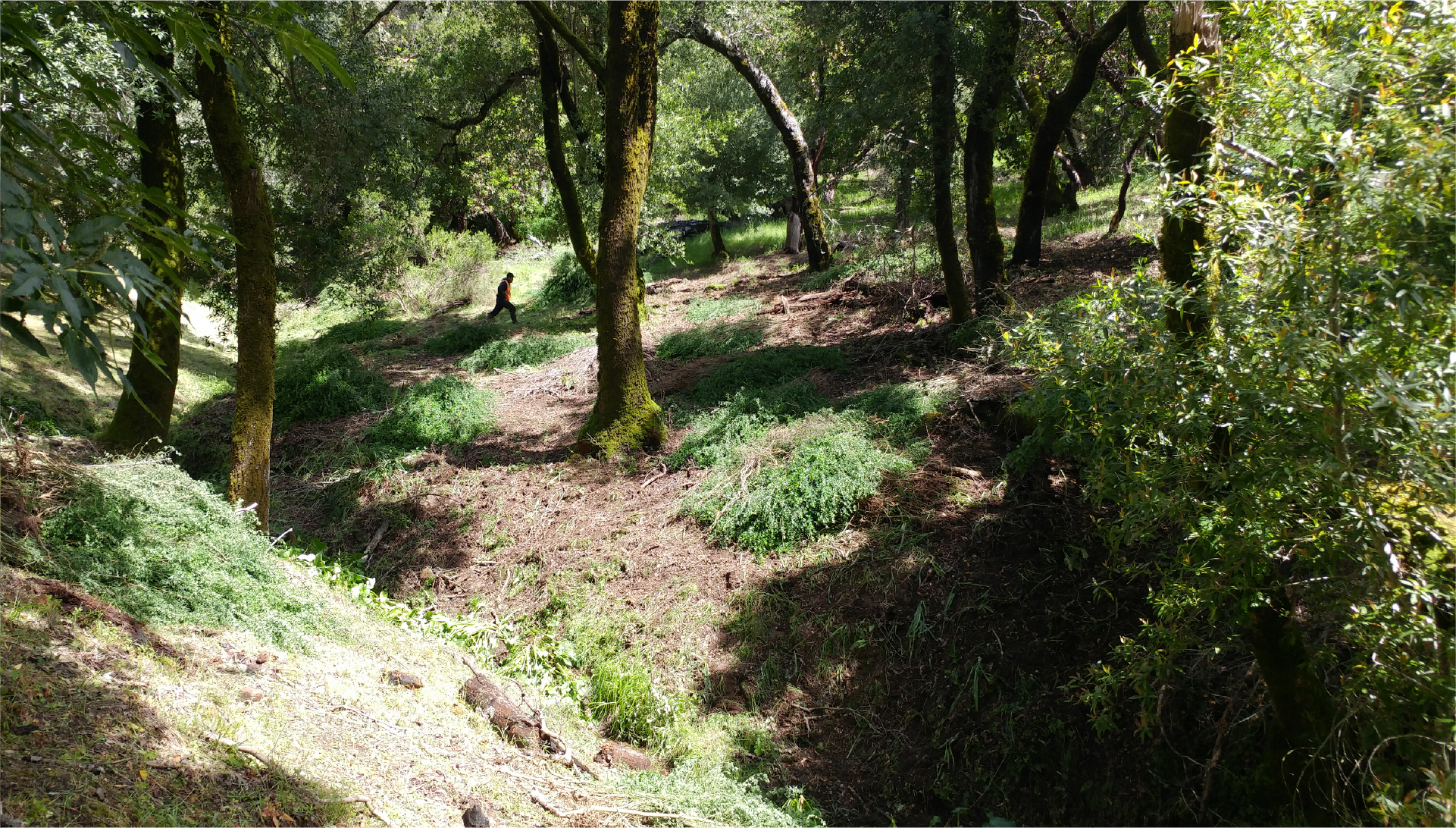 Watershed with French broom removed