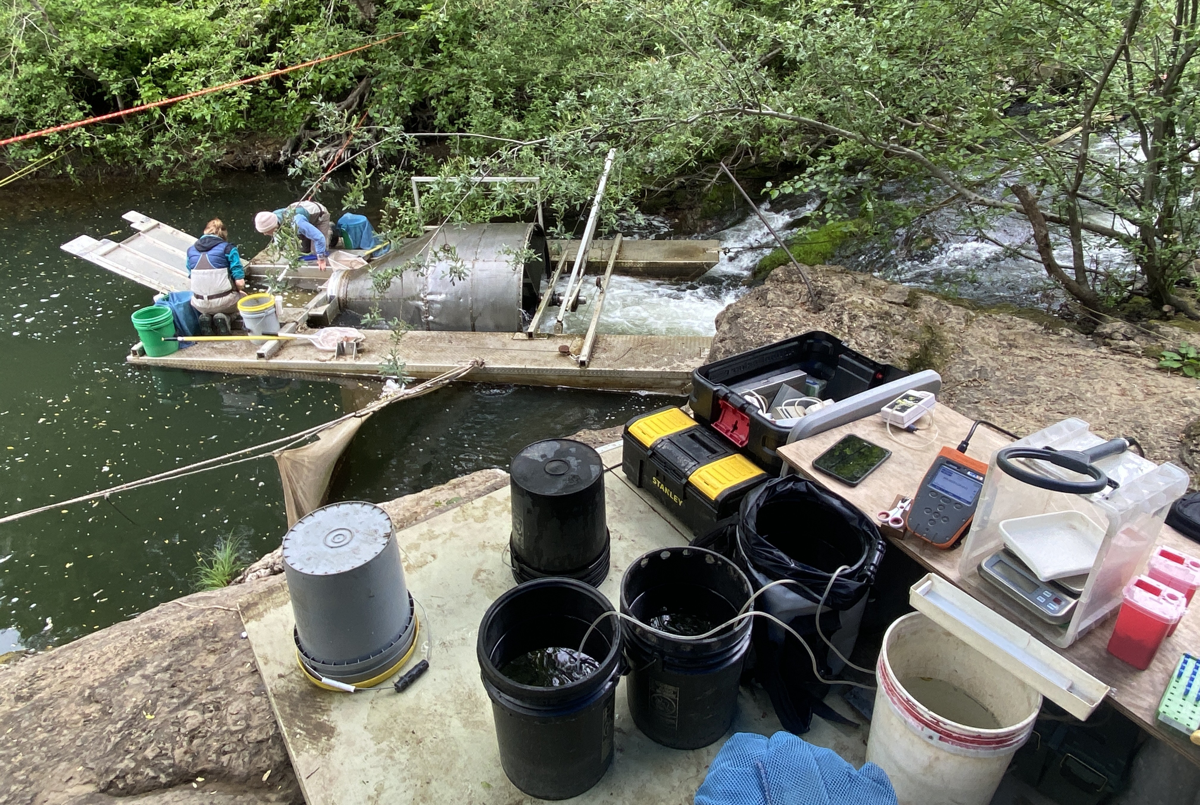 People performing fish monitoring work on a smolt trap in a creek
