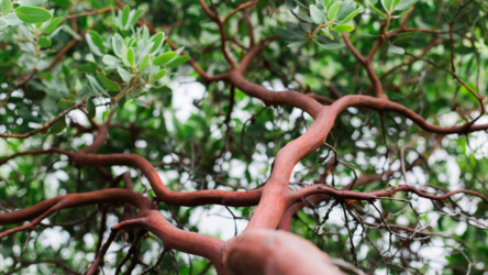 Marin Master Gardeners