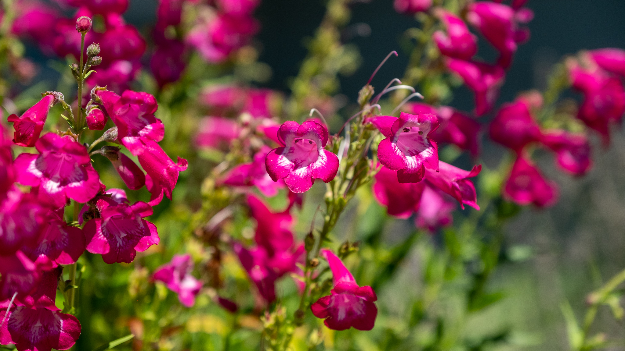 Marin Master Gardeners