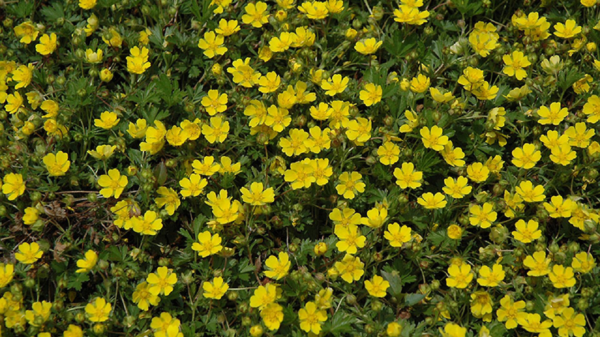 Marin Master Gardeners