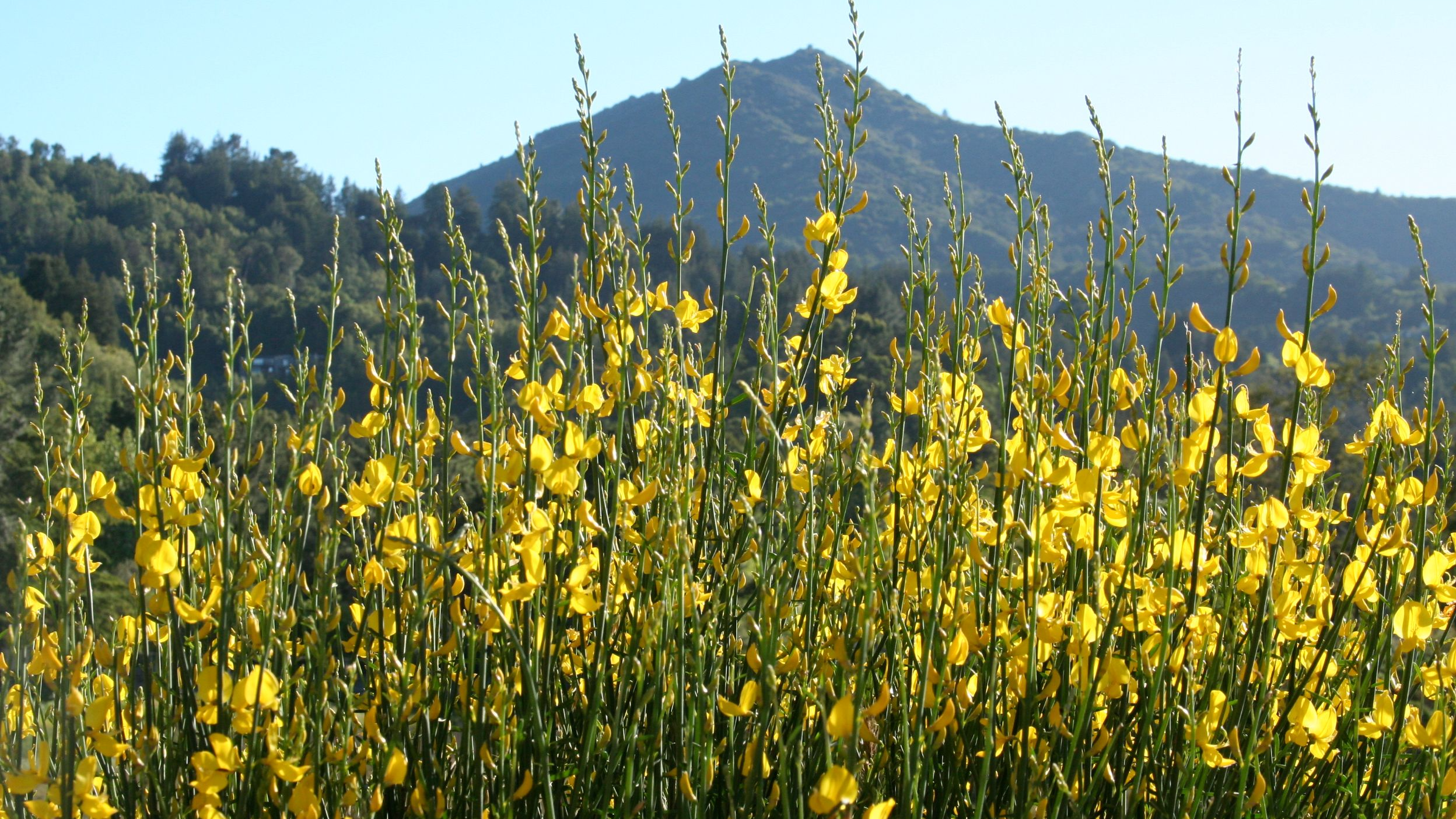 Marin Master Gardeners
