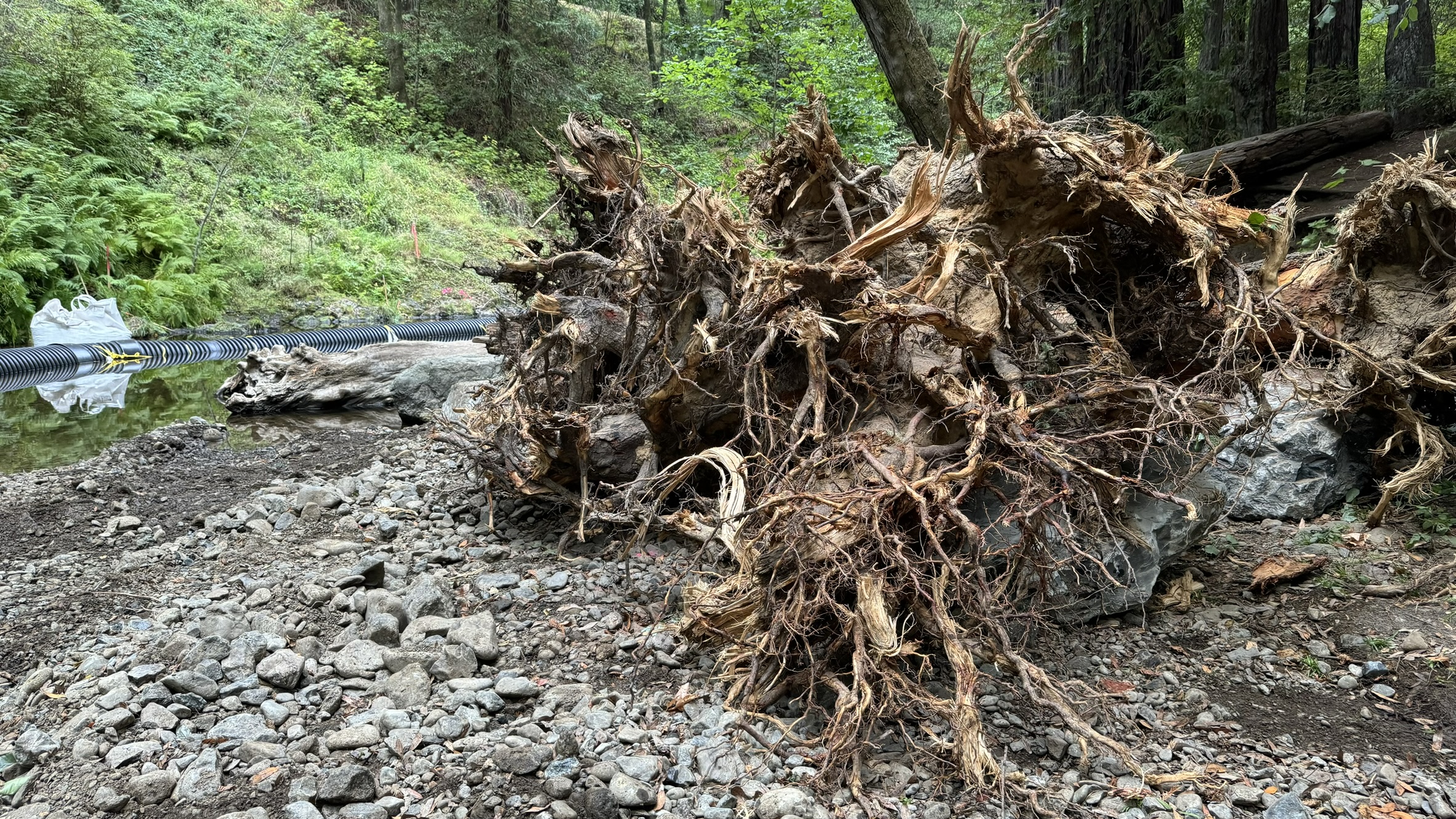 Rootes of a tree beside a creek