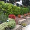 Residential landscaping with wood mulch, and green and red shrubs.