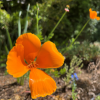 The orange petals of a California poppy pop brightly in this close-up photo.