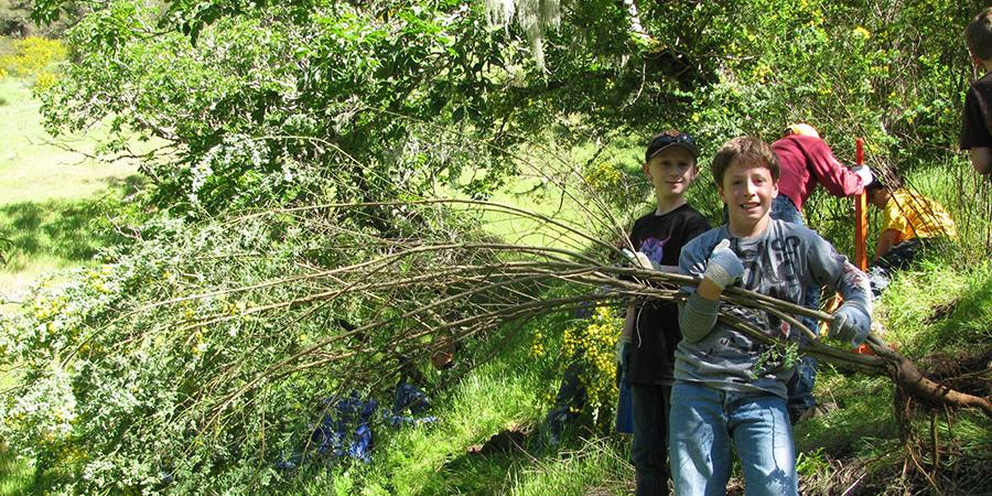 Volunteers pulling broom on the watershed