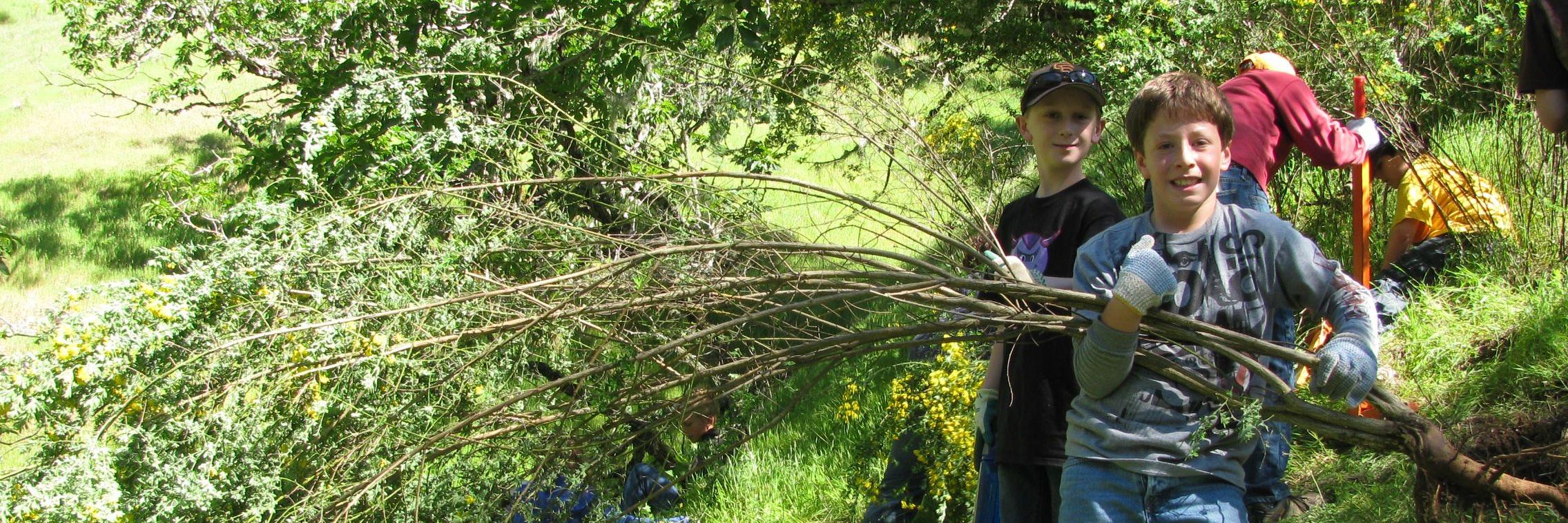 Volunteers pulling broom on the watershed