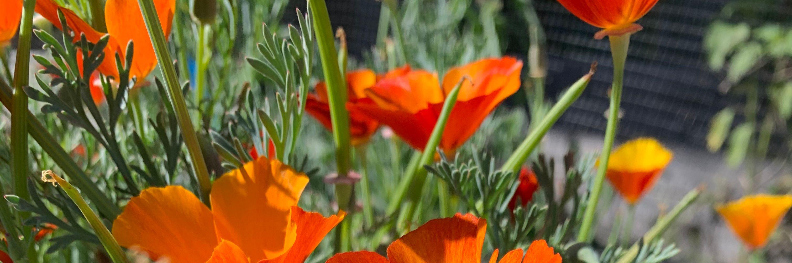 Poppys