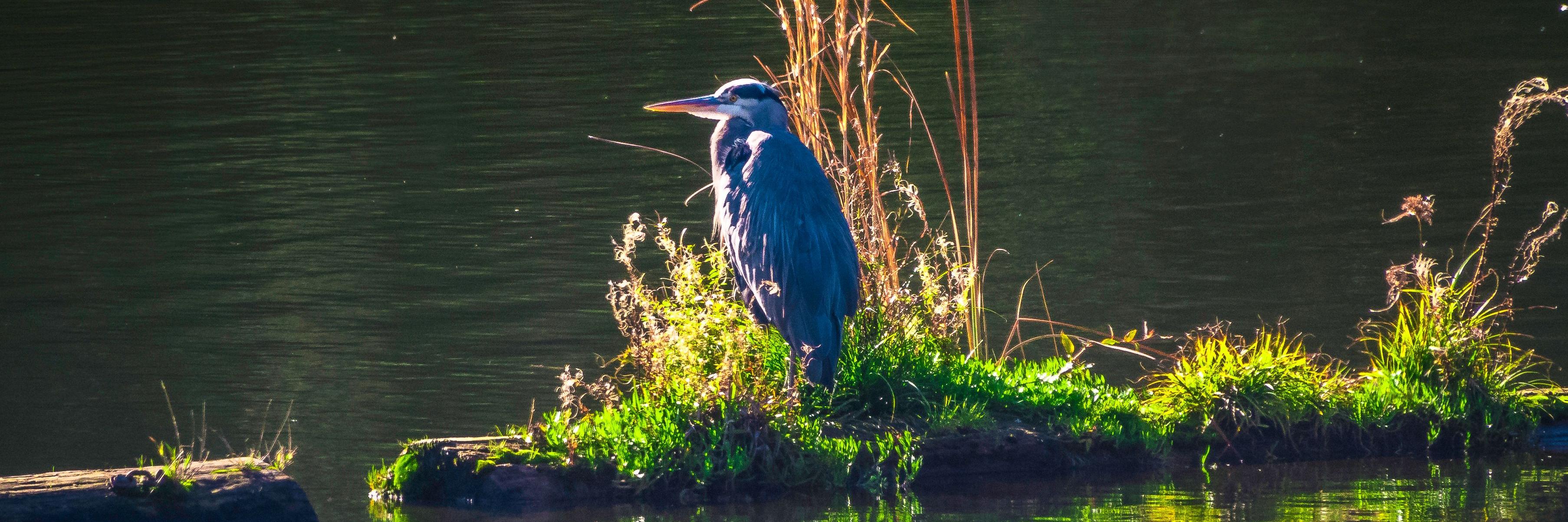 gbh