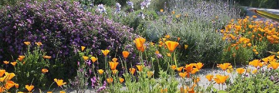 Native Wildflower Water Wise Garden