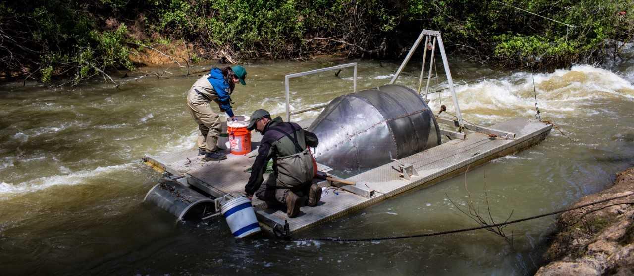 Marin Water Fisheries staff using equipment to monitor salmon populations in Lagunitas Creek