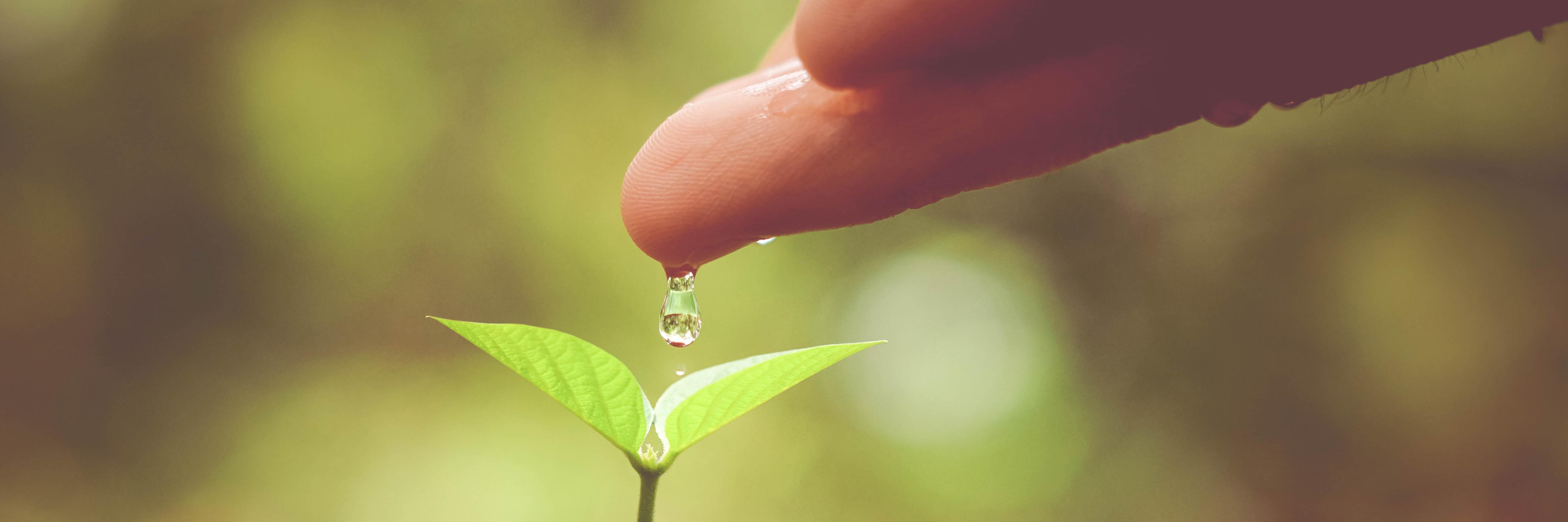 Small plant with a hand placing a water drop on top of it