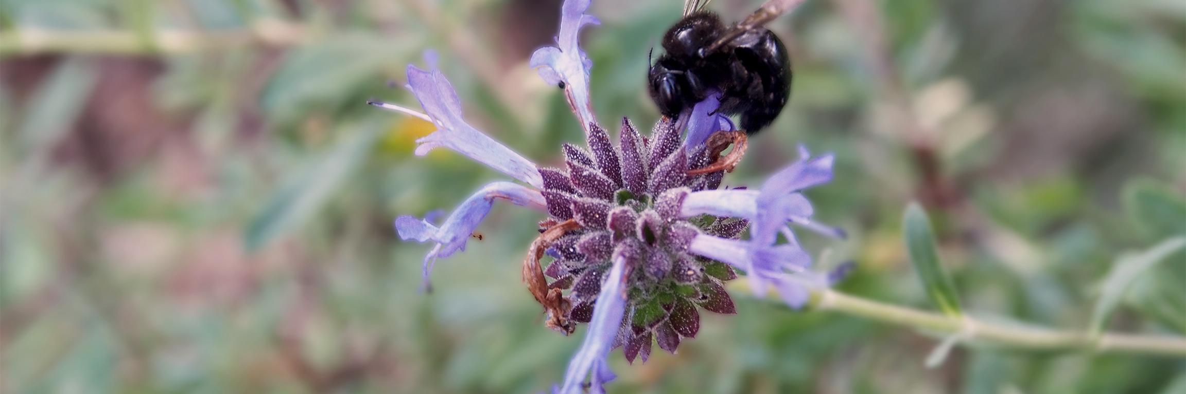 A black bee inspects a purple flower in front of a backdrop of foliage.