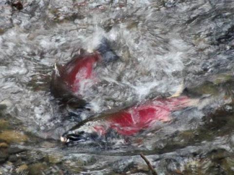 Male Coho Salmon fighting in Dog Creek, December 21, 2021.