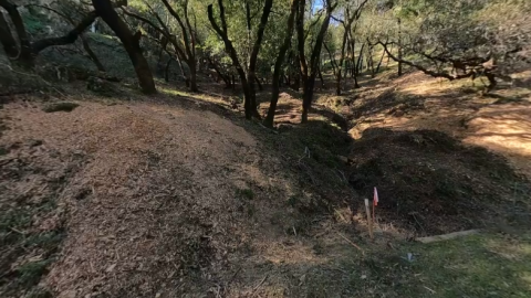 Trees shading a hillside