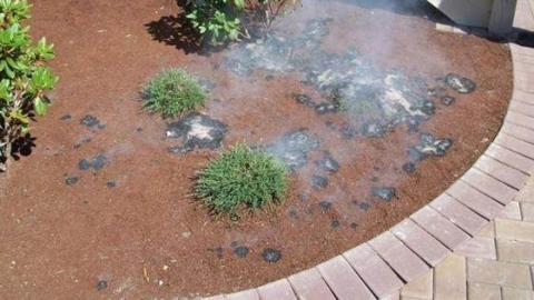 Photo of mulch on fore