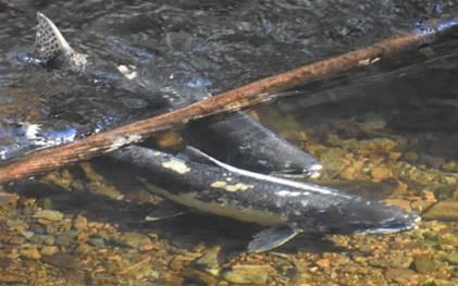 Two Chinook salmon swim beneath a stick in a creek.