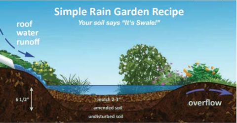 Diagram of a rain garden shows the garden in a sunken portion of a residential lawn.