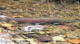 male Pink Salmon attempting to spawn with a female Coho