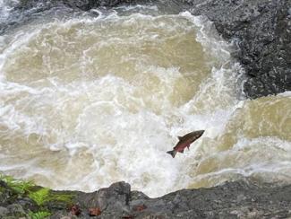 Male Coho Salmon jumping at The Inkwells. December 15, 2021.