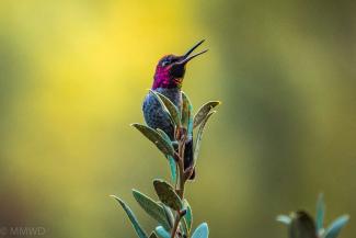 A hummingbird sits perched atop a branch. 