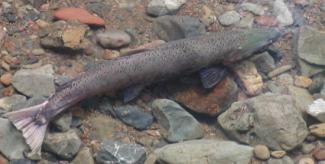 Coho Salmon against riverbed. 