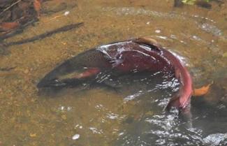 A salmon swims in a creek