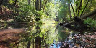 A creek surrounded by trees