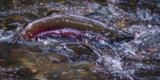 A coho salmon emerges from a clear, shallow, fast-moving creek.