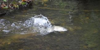 Photo: A female Chinook salmon digging a redd (gravel nest) at the Fish Viewing Area