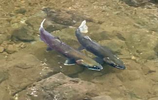 Two female Coho Salmon Competing for territory in San Geronimo Creek