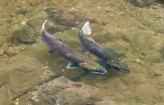 Two female Coho Salmon Competing for territory in San Geronimo Creek