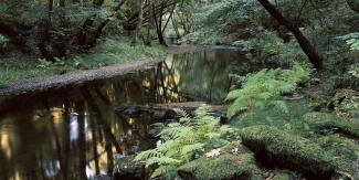 A creek surrounded by ferns and trees