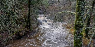 A rushing creek surrounded by trees