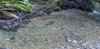 A pair of coho salmon on their redd in a creek