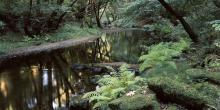 A creek surrounded by ferns and trees