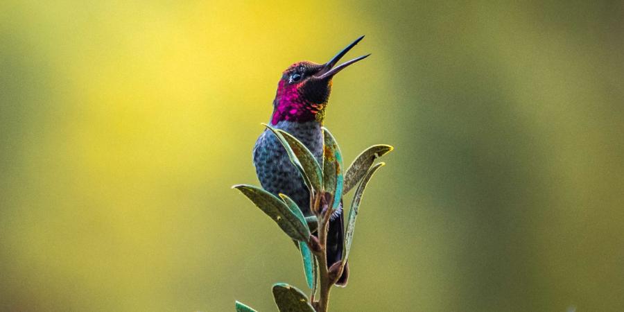 A hummingbird sits perched atop a branch. 