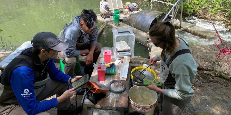 Three people use fish counting equipment on the shores of a creek. Two people in the background check the smolt trap equipment on the creek.