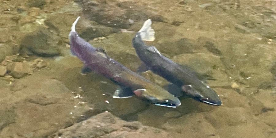Two female Coho Salmon Competing for territory in San Geronimo Creek
