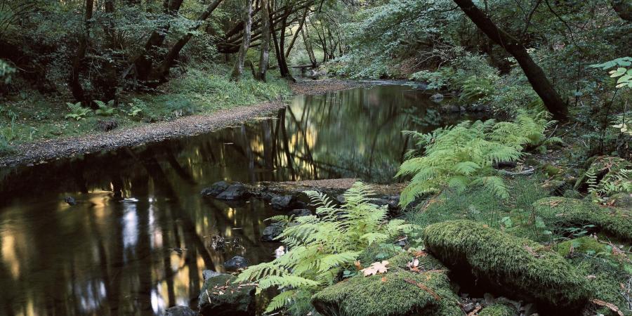 A creek surrounded by ferns and trees
