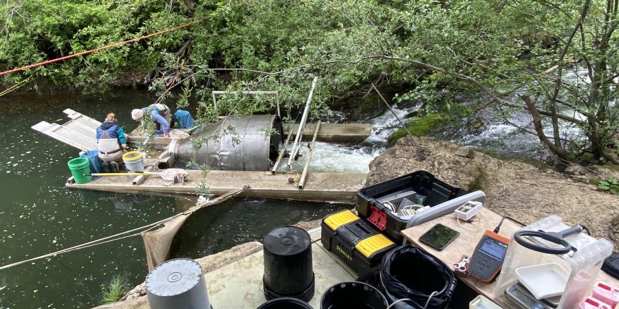 People performing fish monitoring work on a smolt trap in a creek